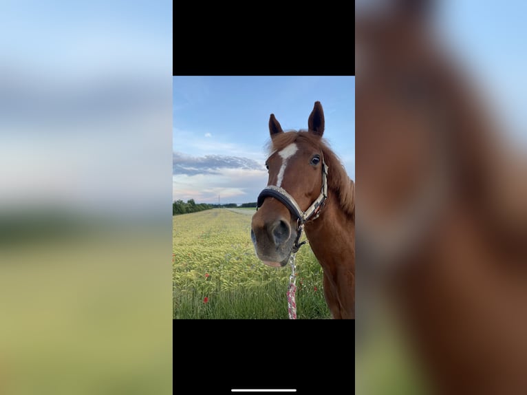 Other Breeds Mare 13 years 14,1 hh Chestnut-Red in Bad Fischau