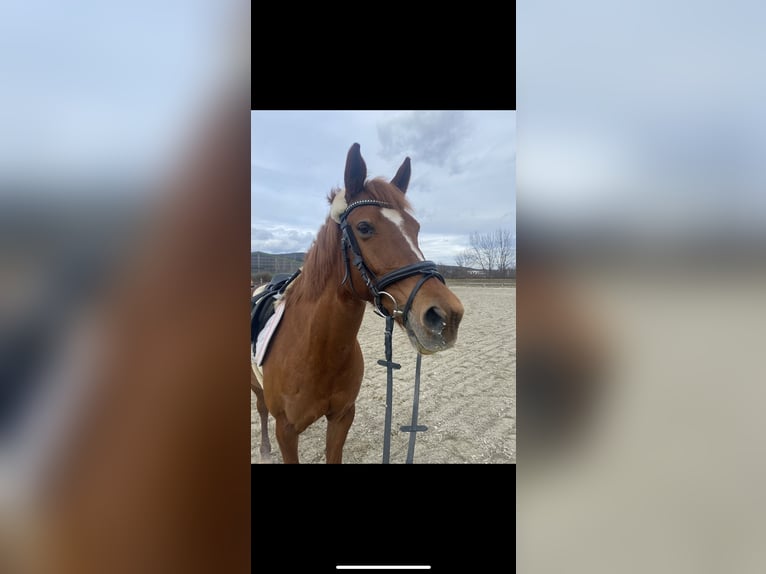 Other Breeds Mare 13 years 14,1 hh Chestnut-Red in Bad Fischau