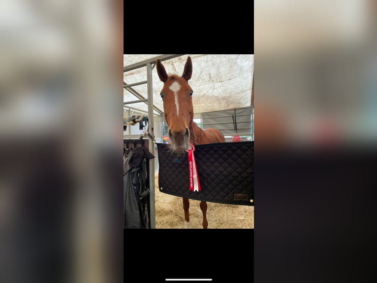 Other Breeds Mare 13 years 14,1 hh Chestnut-Red in Bad Fischau