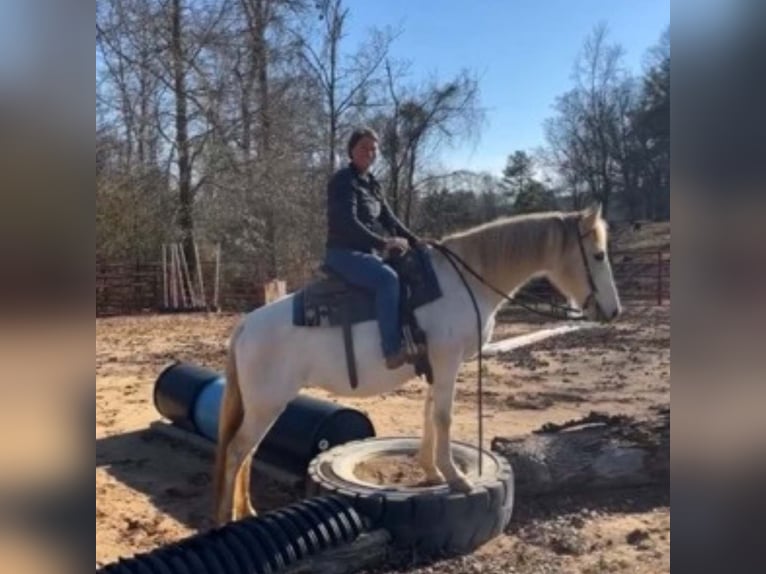 Other Breeds Mare 13 years 14 hh White in Carnesville