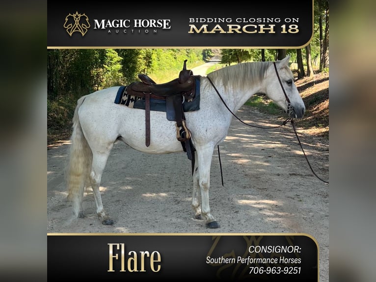 Other Breeds Mare 13 years 14 hh White in Carnesville