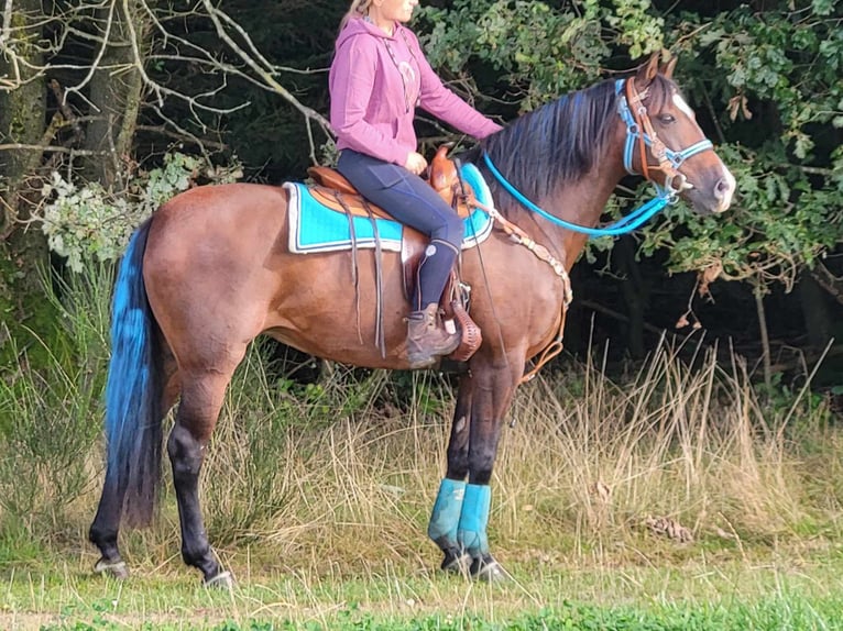 Other Breeds Mare 13 years 15,1 hh Bay-Dark in Linkenbach