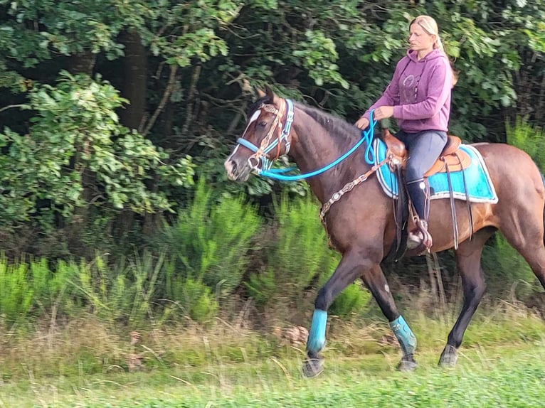 Other Breeds Mare 13 years 15,1 hh Bay-Dark in Linkenbach