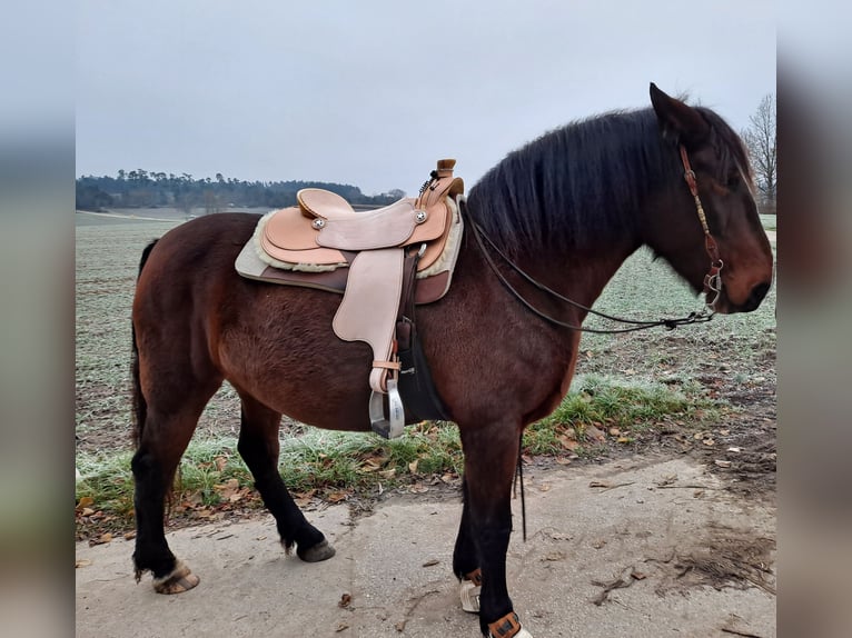 Other Breeds Mix Mare 13 years 15.1 hh Bay in Hohenwart