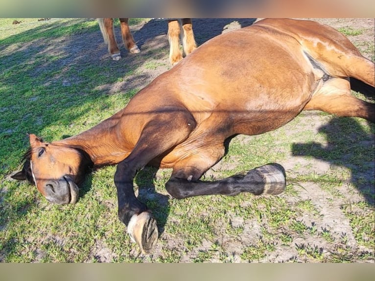 Other Breeds Mix Mare 13 years 15.1 hh Bay in Hohenwart
