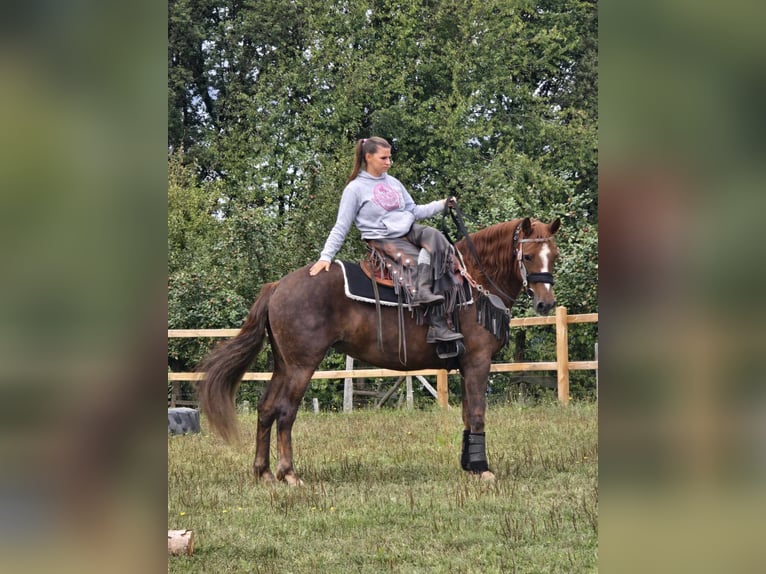 Other Breeds Mare 13 years 15,1 hh Chestnut in Linkenbach6900