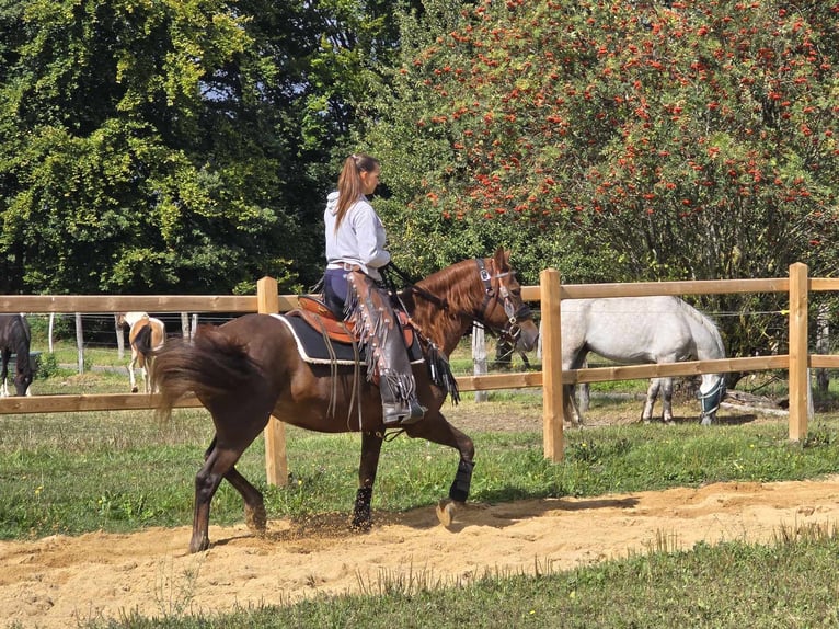 Other Breeds Mare 13 years 15,1 hh Chestnut in Linkenbach6900