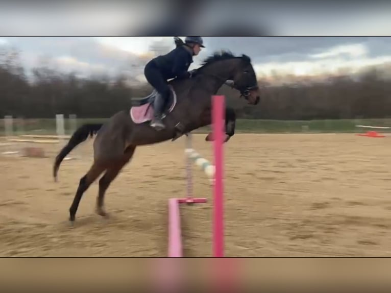 Other Breeds Mare 13 years 15,2 hh Bay-Dark in Saint-Laurent-Nouan