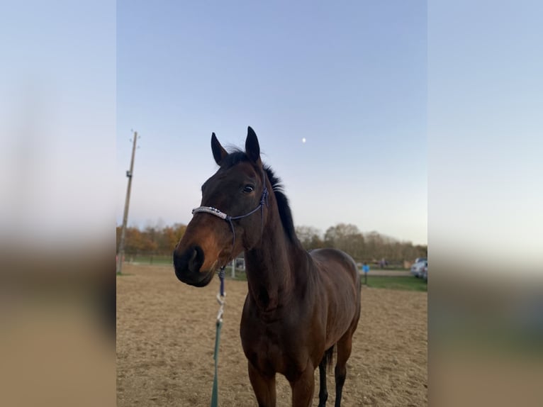 Other Breeds Mare 13 years 15,2 hh Bay-Dark in Saint-Laurent-Nouan