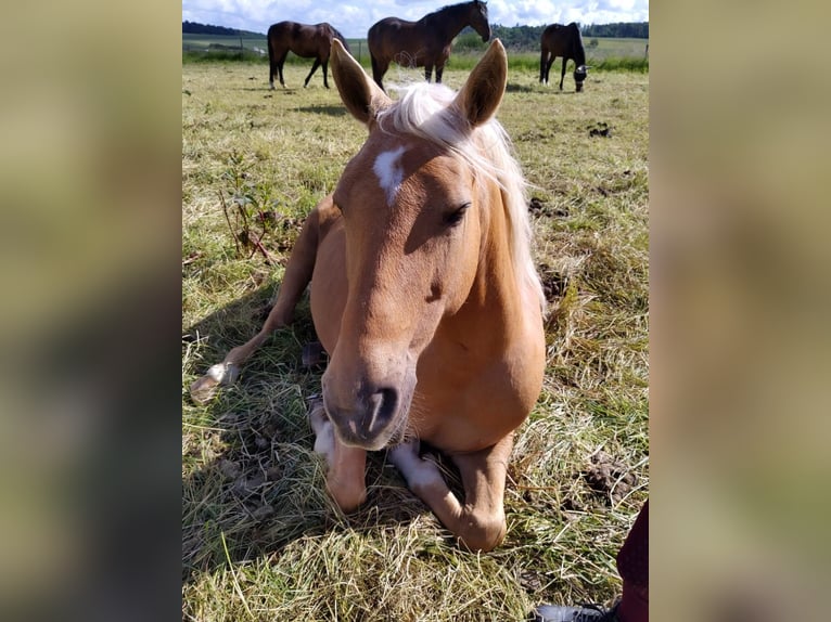 Other Breeds Mare 13 years 15,2 hh Dun in Bad Schwalbach