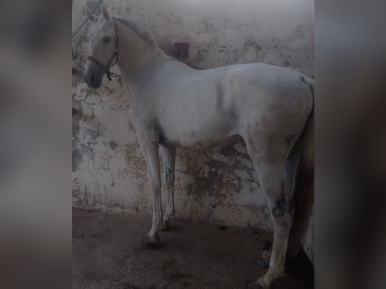 Other Breeds Mare 13 years 15,2 hh Gray-Blue-Tan in Alcalá de Guadaira