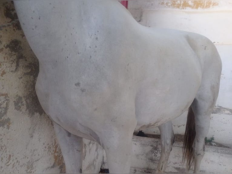 Other Breeds Mare 13 years 15,2 hh Gray-Blue-Tan in Alcalá de Guadaira