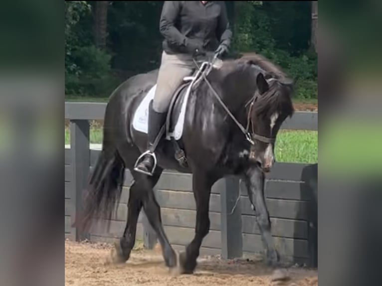 Other Breeds Mare 13 years 15,3 hh Black in Monroe, NC