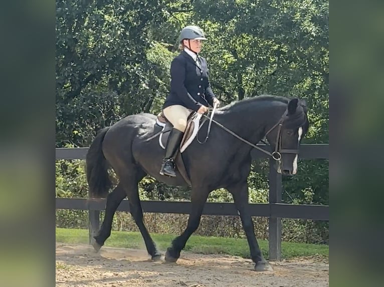 Other Breeds Mare 13 years 15,3 hh Black in Monroe, NC