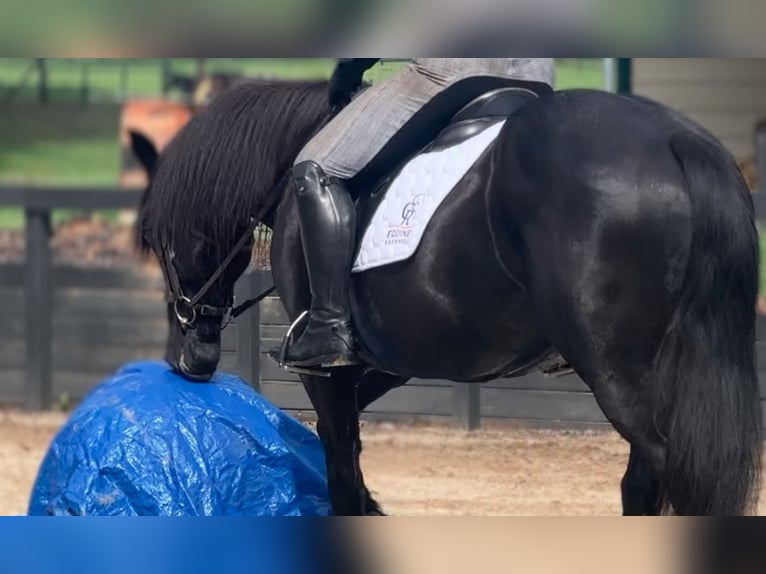 Other Breeds Mare 13 years 15,3 hh Black in Monroe, NC