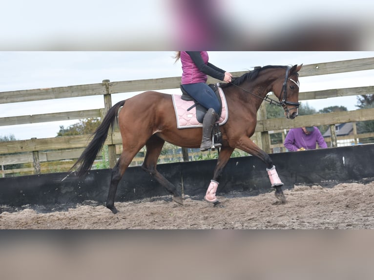 Other Breeds Mare 13 years 15,3 hh Brown in Achtmaal