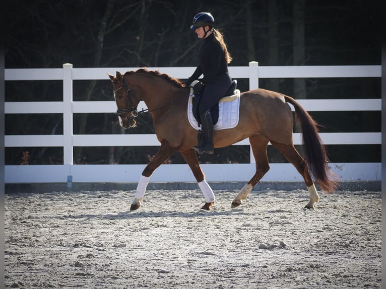 Other Breeds Mare 13 years 15,1 hh Chestnut in Nettersheim