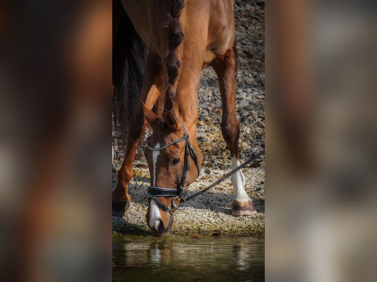 Other Breeds Mare 13 years 15,1 hh Chestnut in Nettersheim