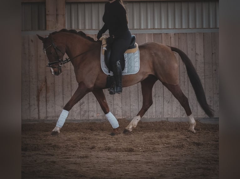 Other Breeds Mare 13 years 15,1 hh Chestnut in Nettersheim