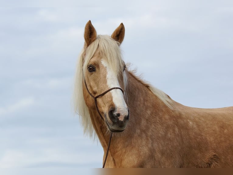 Other Breeds Mare 13 years 15,2 hh Dun in Gontenschwil