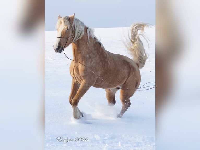 Other Breeds Mare 13 years 15,2 hh Dun in Gontenschwil