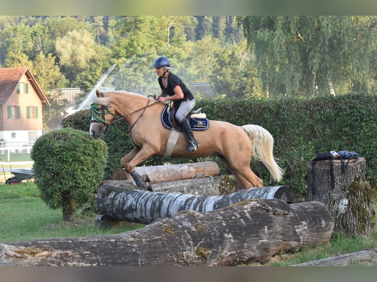 Other Breeds Mare 13 years 15,2 hh Dun in Gontenschwil