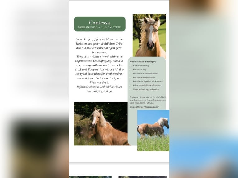 Other Breeds Mare 13 years 15,2 hh Dun in Gontenschwil