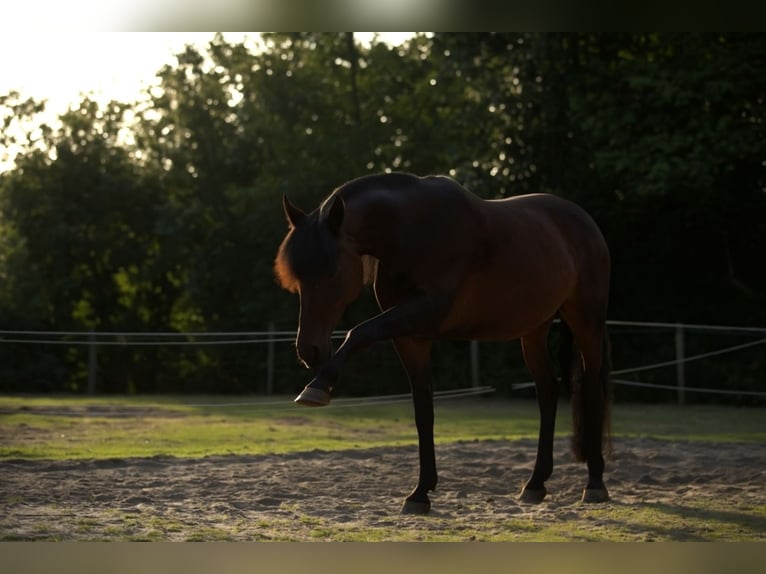 Other Breeds Mix Mare 13 years 16 hh Brown in Oldeholtpade