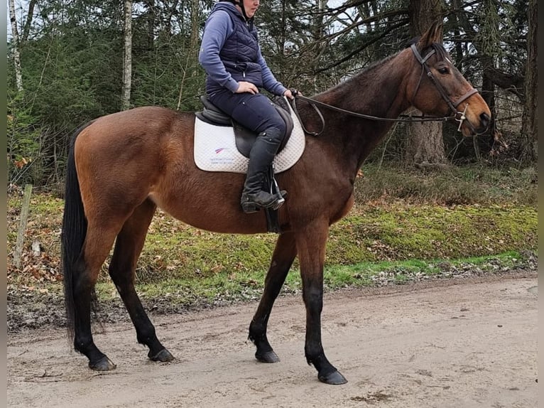 Other Breeds Mare 13 years 16,1 hh Brown in La Ferté Saint Aubin