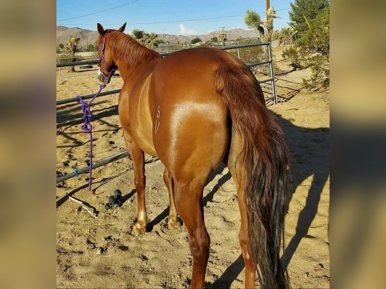 Other Breeds Mare 13 years 19,2 hh Chestnut-Red in Addison