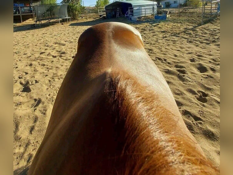 Other Breeds Mare 13 years 19,2 hh Chestnut-Red in Addison