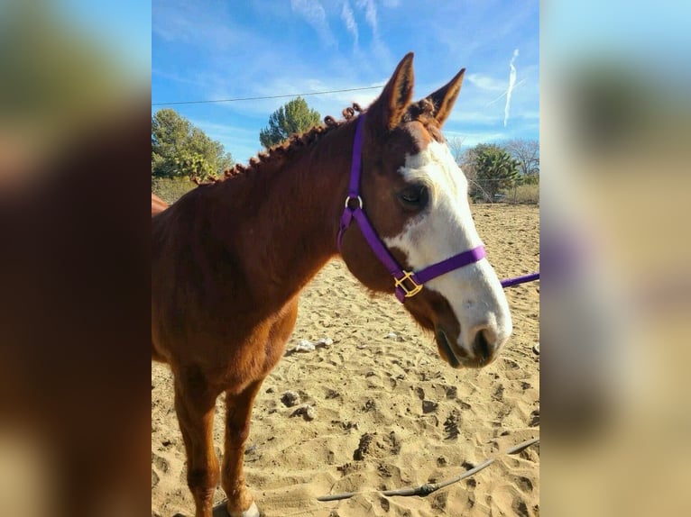 Other Breeds Mare 13 years 19,2 hh Chestnut-Red in Addison