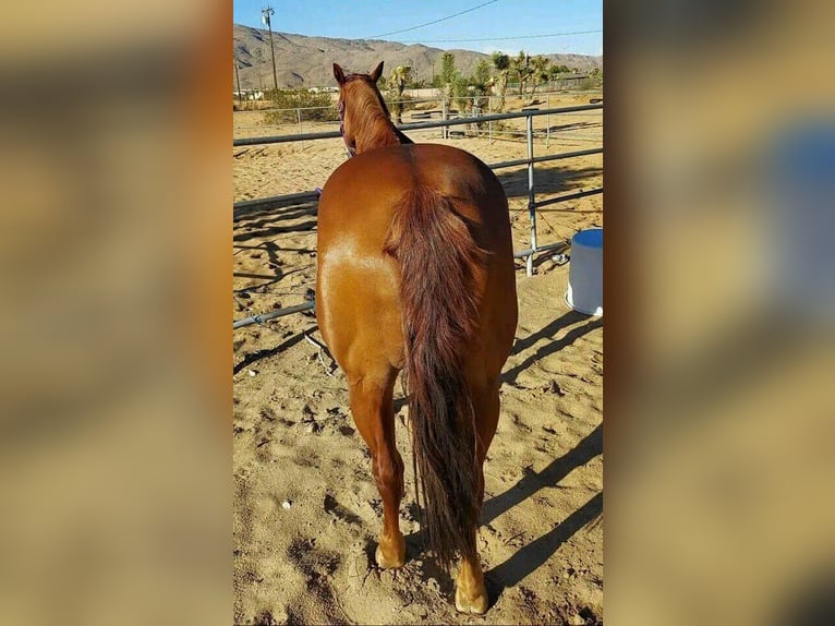 Other Breeds Mare 13 years 19,2 hh Chestnut-Red in Addison