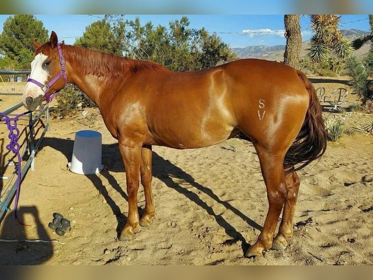 Other Breeds Mare 13 years 19,2 hh Chestnut-Red in Addison