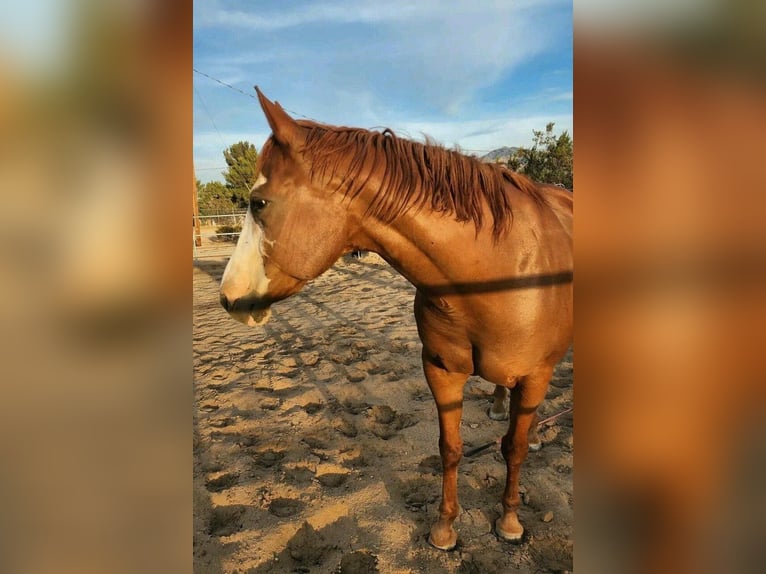 Other Breeds Mare 13 years 19,2 hh Chestnut-Red in Addison