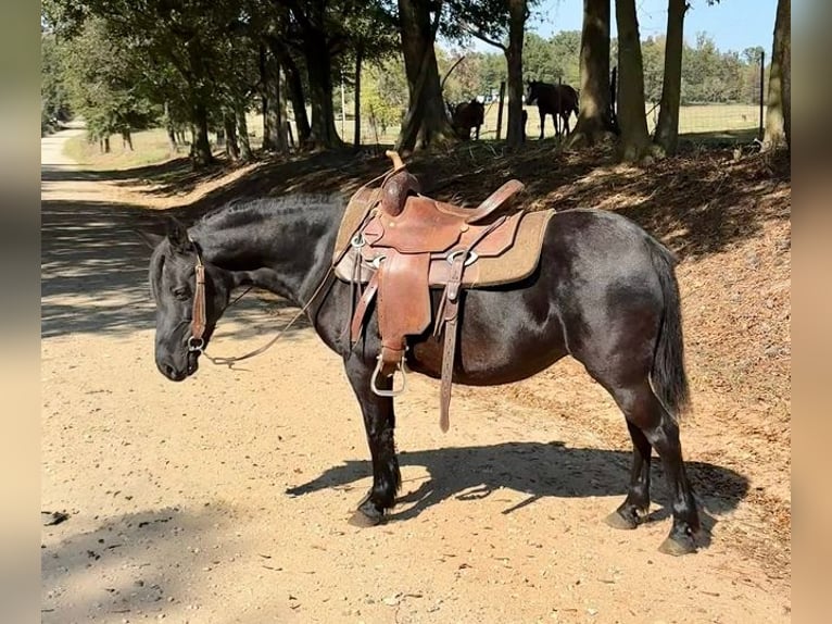 Other Breeds Mare 13 years Black in Carnesville