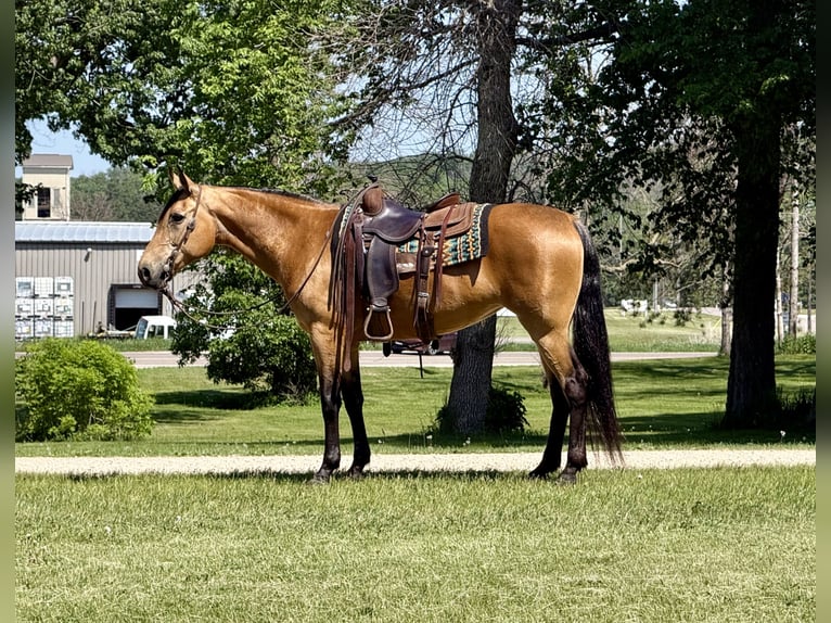 Other Breeds Mare 13 years Buckskin in Cannon Falls
