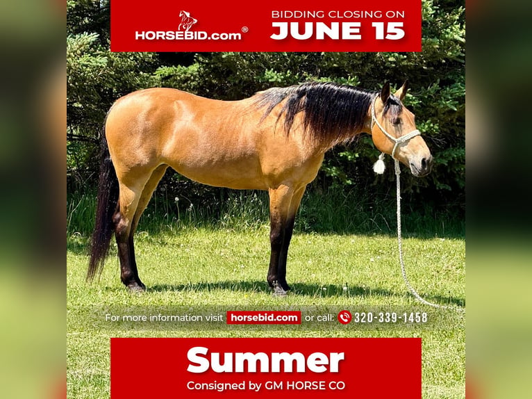 Other Breeds Mare 13 years Buckskin in Cannon Falls
