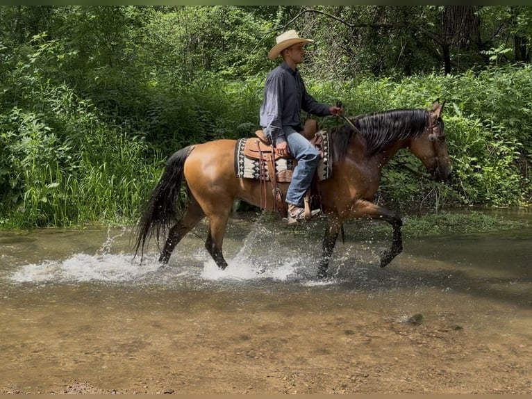 Other Breeds Mare 13 years Buckskin in Cannon Falls