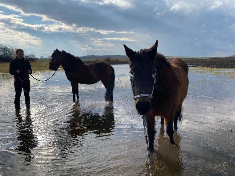 Other Breeds Mare 14 years 13,3 hh Brown in Weißensee
