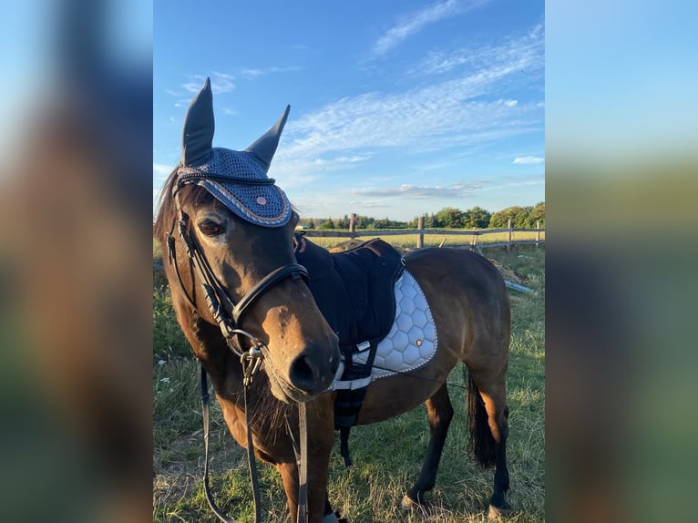 Other Breeds Mare 14 years 13,3 hh Brown in Weißensee