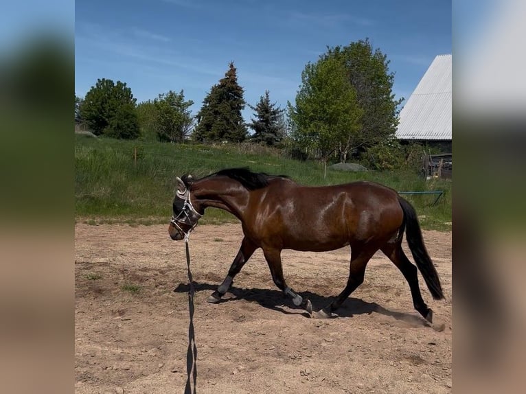 Other Breeds Mare 14 years 13,3 hh Brown in Weißensee