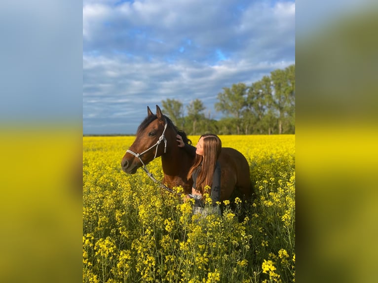 Other Breeds Mare 14 years 13,3 hh Brown in Weißensee