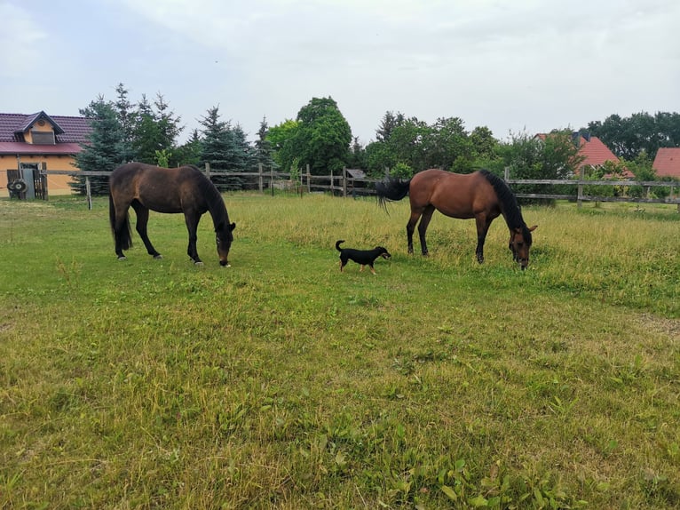 Other Breeds Mare 14 years 13,3 hh Brown in Weißensee