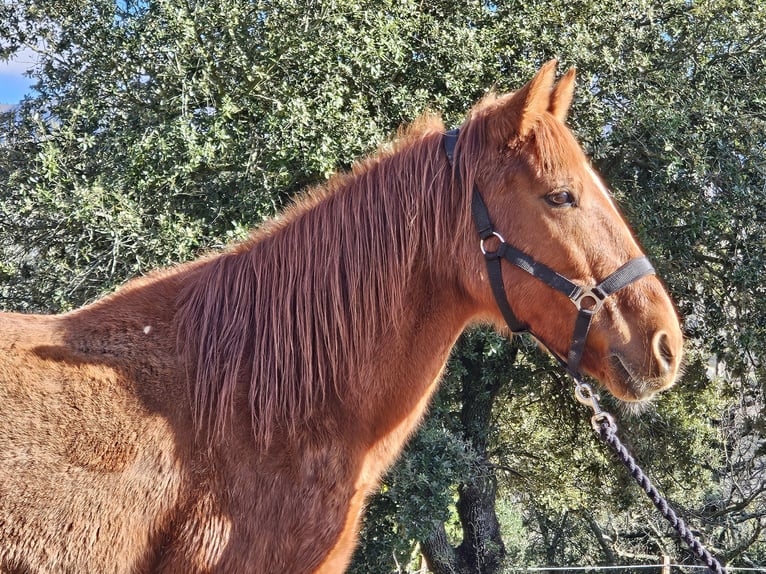 Other Breeds Mare 14 years 13,3 hh Chestnut-Red in Zerf