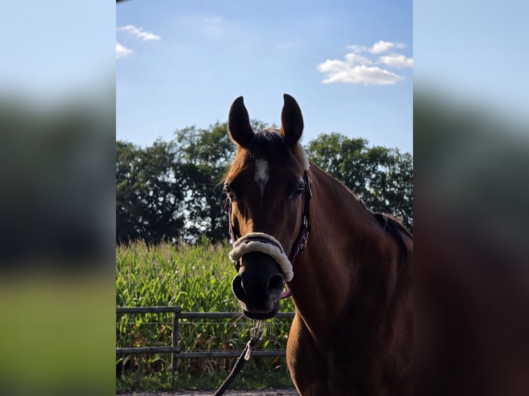 Other Breeds Mare 14 years 14 hh Brown in Hellwege