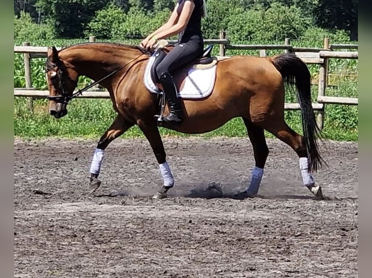 Other Breeds Mare 14 years 14 hh Brown in Hellwege