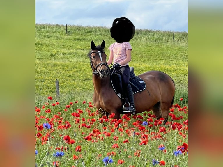 Other Breeds Mare 14 years 14,1 hh Brown in Marsberg