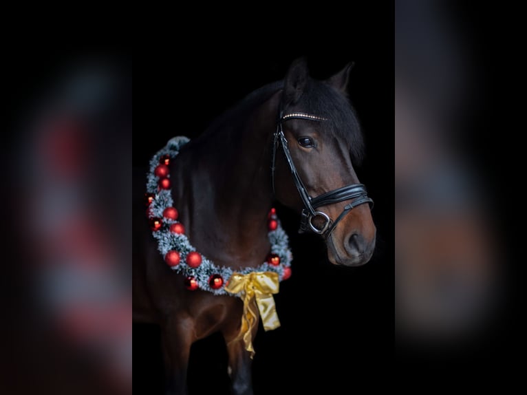 Other Breeds Mare 14 years 14,2 hh Brown in K&#xF6;ln