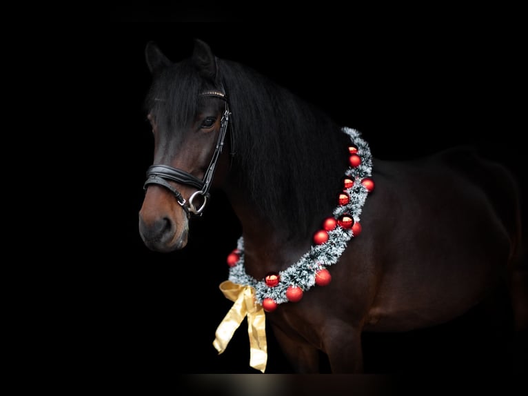 Other Breeds Mare 14 years 14,2 hh Brown in K&#xF6;ln